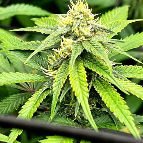 Mega Buds growlog timeline photo