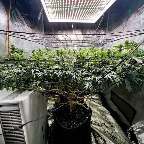 Mega Buds growlog timeline photo