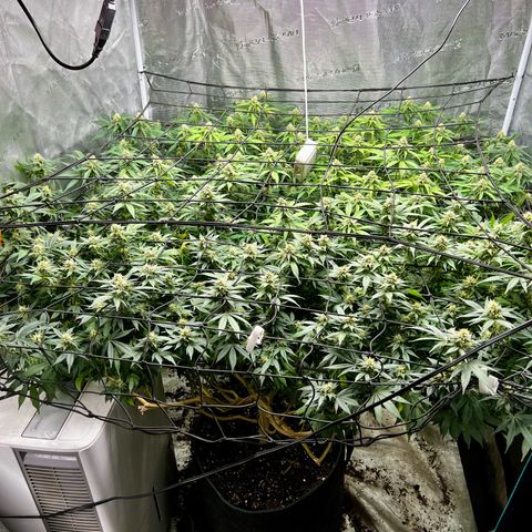 Mega Buds growlog timeline photo