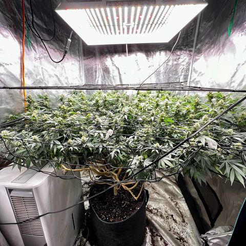 Mega Buds growlog timeline photo