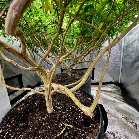Mega Buds growlog timeline photo