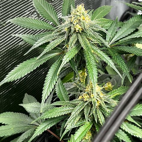 Mega Buds growlog timeline photo