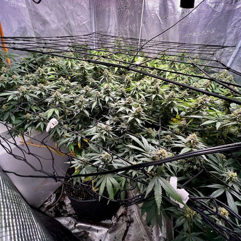 Mega Buds growlog timeline photo