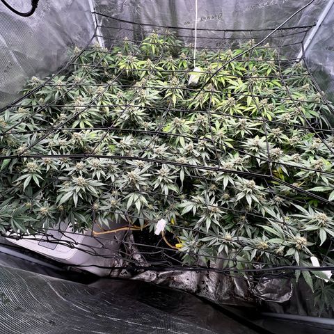 Mega Buds growlog timeline photo