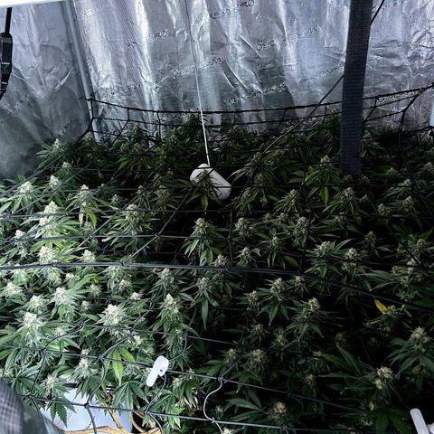 Mega Buds growlog timeline photo