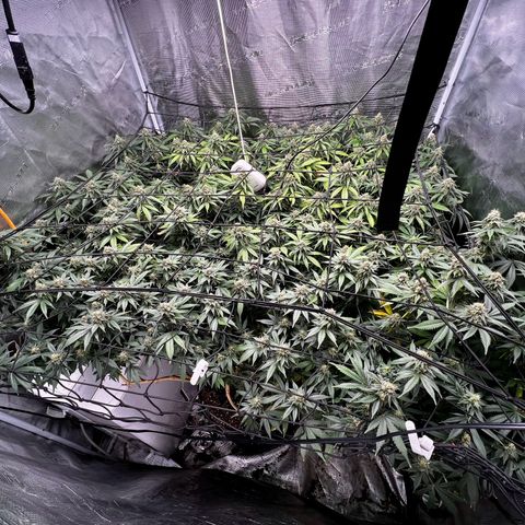 Mega Buds growlog timeline photo