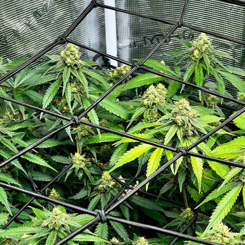 Mega Buds growlog timeline photo