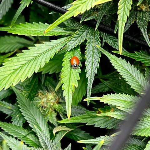 Mega Buds growlog timeline photo