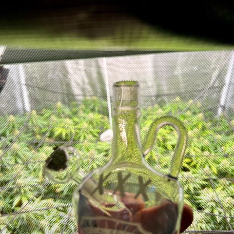 Mega Buds growlog timeline photo