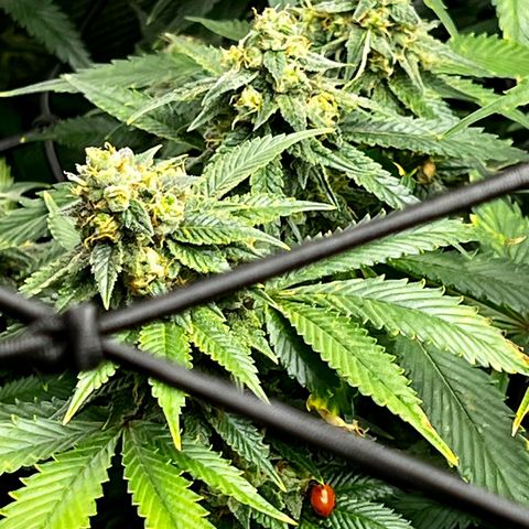 Mega Buds growlog timeline photo