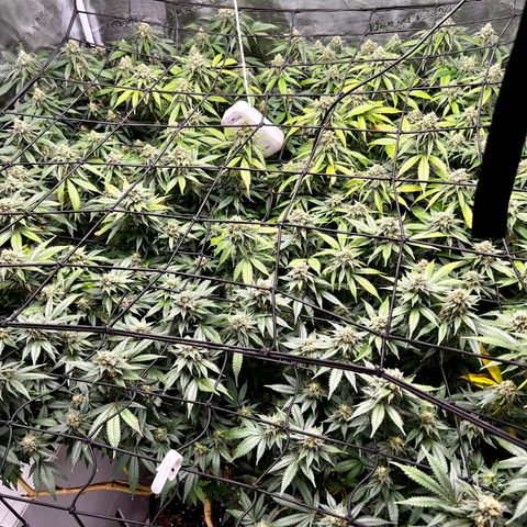 Mega Buds growlog timeline photo