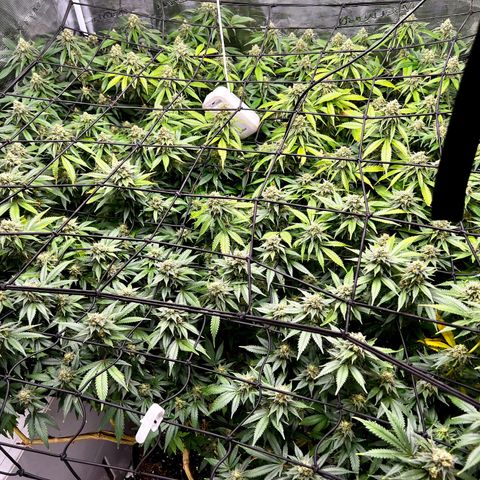 Mega Buds growlog timeline photo