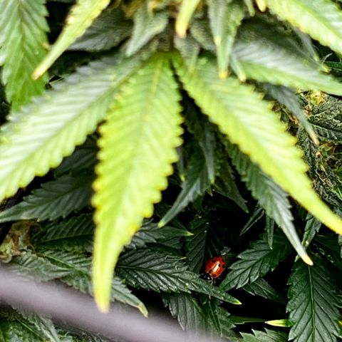 Mega Buds growlog timeline photo