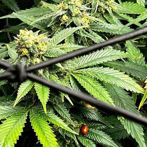 Mega Buds growlog timeline photo