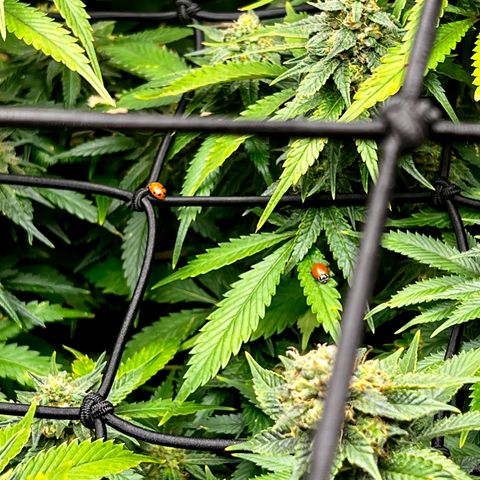 Mega Buds growlog timeline photo