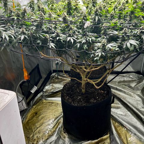 Bubba Kush growlog timeline photo