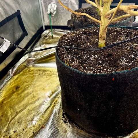 Bubba Kush growlog timeline photo