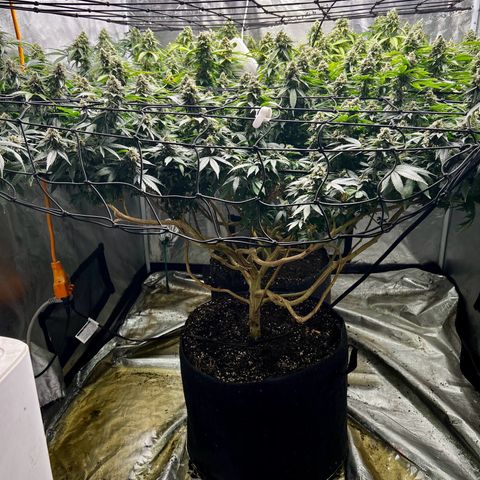 Bubba Kush growlog timeline photo