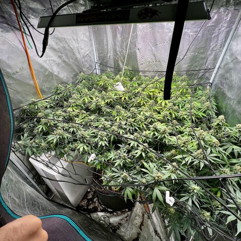 Bubba Kush growlog timeline photo