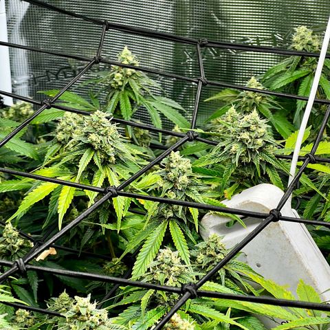 Bubba Kush growlog timeline photo