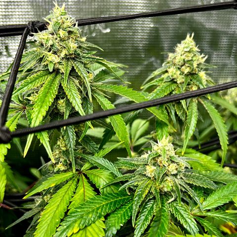 Bubba Kush growlog timeline photo