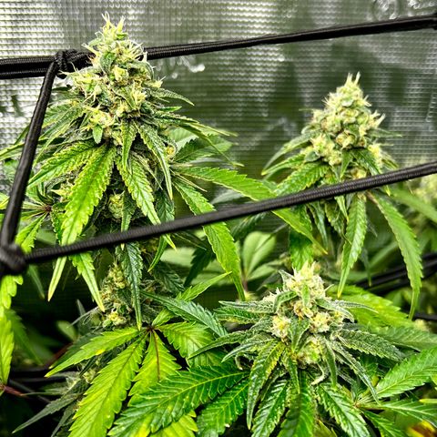 Bubba Kush growlog timeline photo