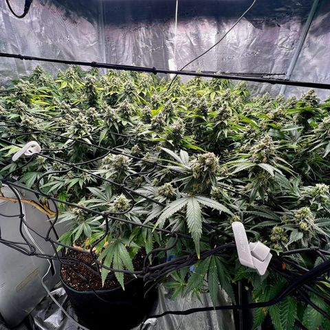 Bubba Kush growlog timeline photo