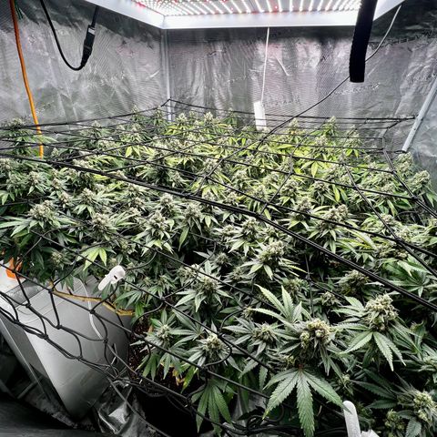 Bubba Kush growlog timeline photo