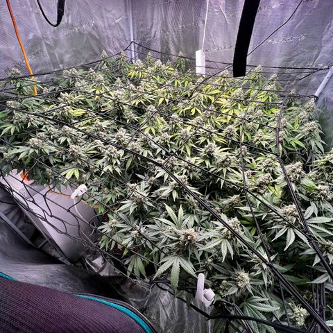 Bubba Kush growlog timeline photo
