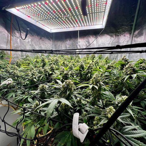 Bubba Kush growlog timeline photo