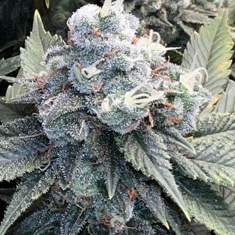 Mega Buds growlog timeline photo