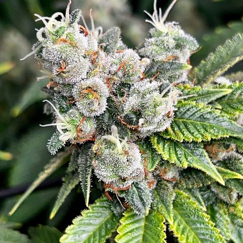 Mega Buds growlog timeline photo