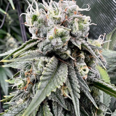 Mega Buds growlog timeline photo