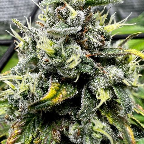 Mega Buds growlog timeline photo