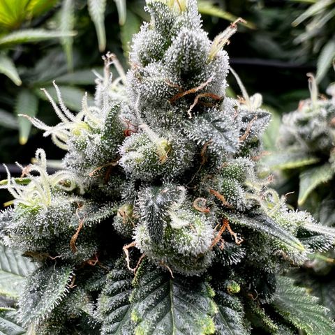 Mega Buds growlog timeline photo