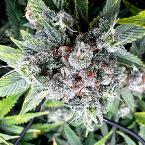 Mega Buds growlog timeline photo