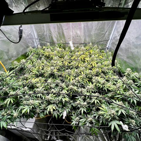Mega Buds growlog timeline photo
