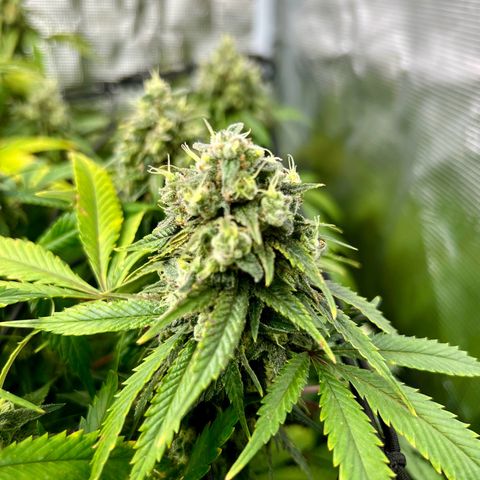 Mega Buds growlog timeline photo
