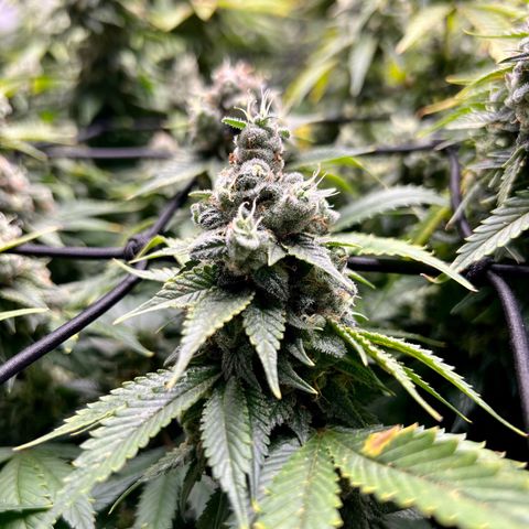 Mega Buds growlog timeline photo
