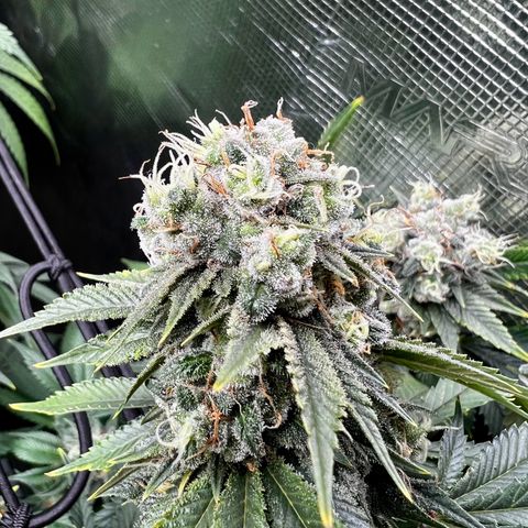 Mega Buds growlog timeline photo
