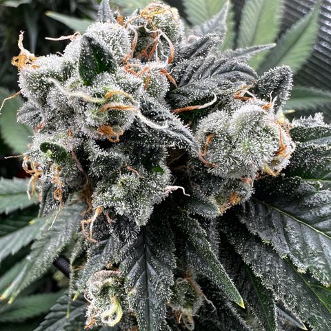 Mega Buds growlog timeline photo