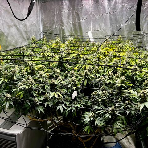 Mega Buds growlog timeline photo