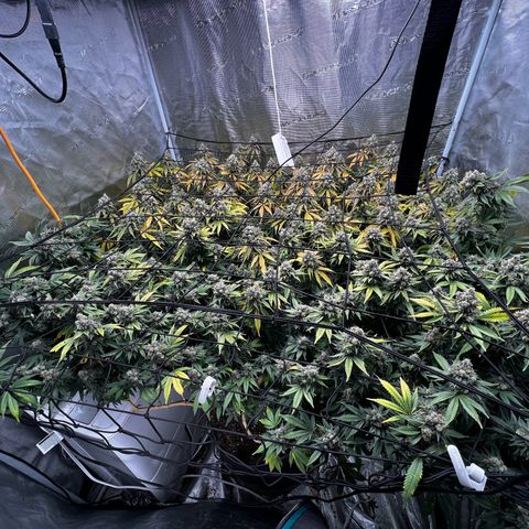 Mega Buds growlog timeline photo