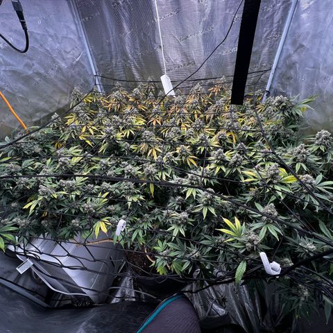 Mega Buds growlog timeline photo