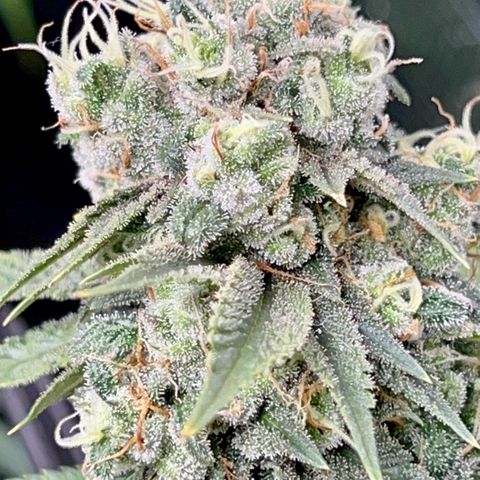 Mega Buds growlog timeline photo