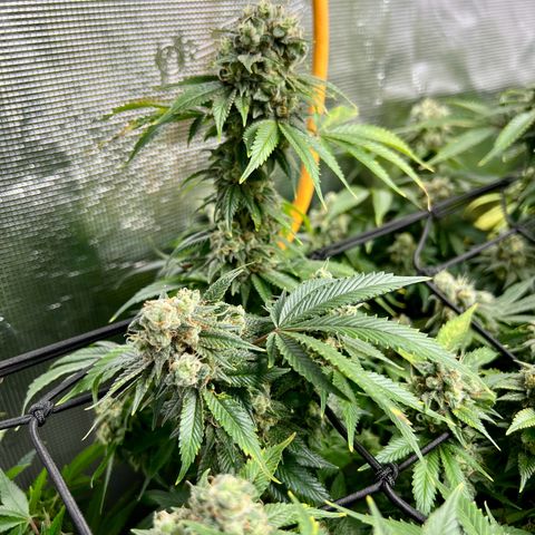 Mega Buds growlog timeline photo