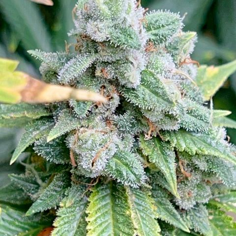 Mega Buds growlog timeline photo