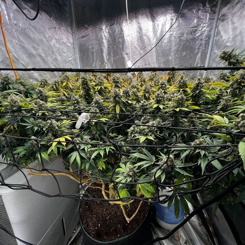 Mega Buds growlog timeline photo