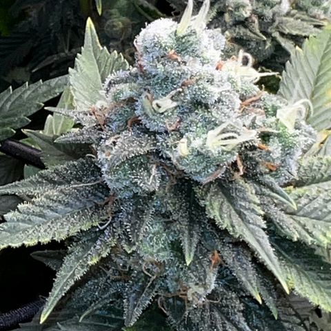 Mega Buds growlog timeline photo