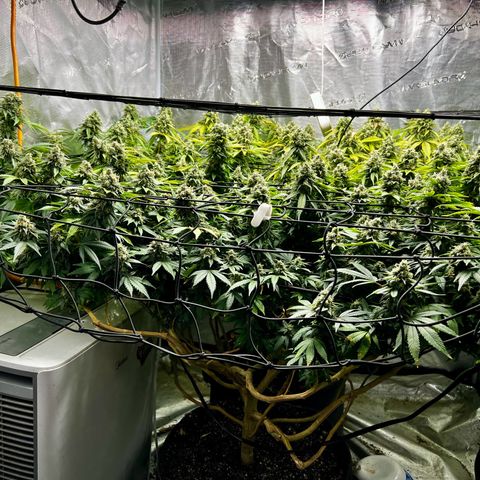 Mega Buds growlog timeline photo